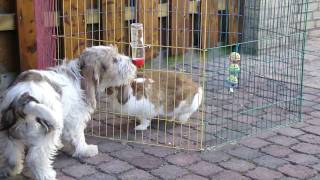 PETIT BASSET GRIFFON VENDEEN. Guus en Snuf!!