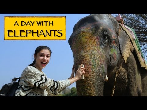 A Day With Elephants || Jaipur