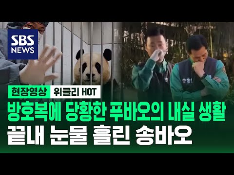 방호복에 당황한 푸바오의 내실 생활...끝내 눈물 흘린 송바오 / 현장영상 위클리 / SBS