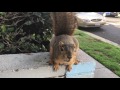 squirrel encounter of the friendly kind