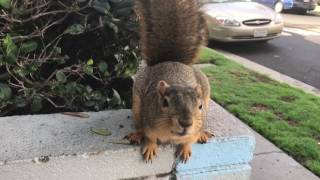 squirrel encounter of the friendly kind