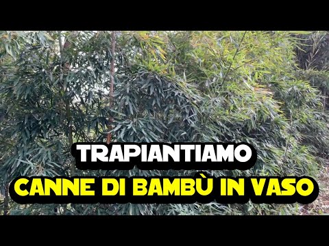 Video: Trapianto di bambù: come e quando trasferire i bambù