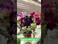 Самый черный стрептокарпус DS-Стрелец * #стрептокарпусы