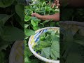 Garden Greens Galore 🌿 Sweet Potato Leaves Picking #flowerpower #garden #grapecity