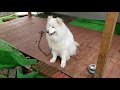 【JAPAN LIVE】二本柳旅館　手打ちそば久蔵③　激カワ犬　大福くん