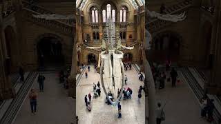 Natural History Museum, London, UK🇬🇧#londoners #londra #londonlife #london