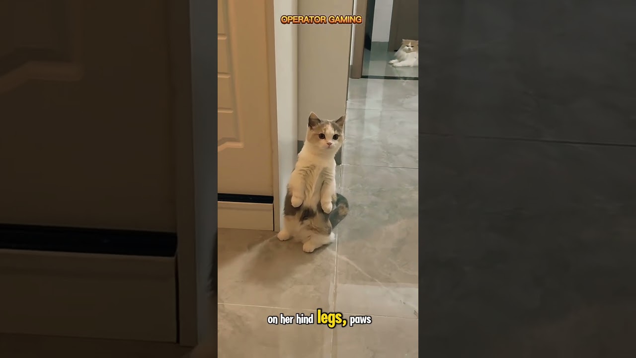 cute cat standing 