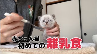 初めての離乳食に挑戦する子猫　#子猫 #保護猫