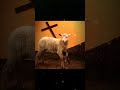 VOCÊ SABIA QUE O CORDEIRO É O VERDADEIRO SÍMBOLO DA PÁSCOA? #pascoa #shortvideo #Jesus