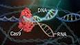 Moleküler Biyolojide CRISPR-Cas Sistemleri ile ilgili video
