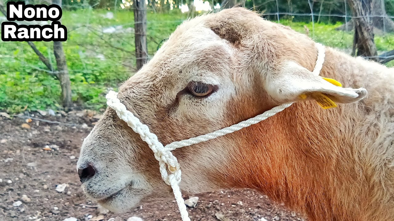 Como hacer una GAMARRA  para BORREGO 👍