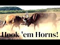Texas Longhorn Cows Fighting for Dominance - Horns Clanking &amp; Dust Kicked Up!