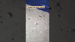 Download Lagu RBW ZONK 1 TAHUN! SETELAH PAKAI SUARA INAP INI, LIHAT SENDIRI HASILNYA #shorts #petaniwalet MP3 Download Lagu RBW ZONK 1 TAHUN! SETELAH PAKAI SUARA INAP INI, LIHAT SENDIRI HASILNYA #shorts #petaniwalet MP3