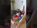 🐱買ったその日からお気に入り!爪とぎチェアで爆睡する猫が可愛すぎる😻 #猫用品 #猫好き