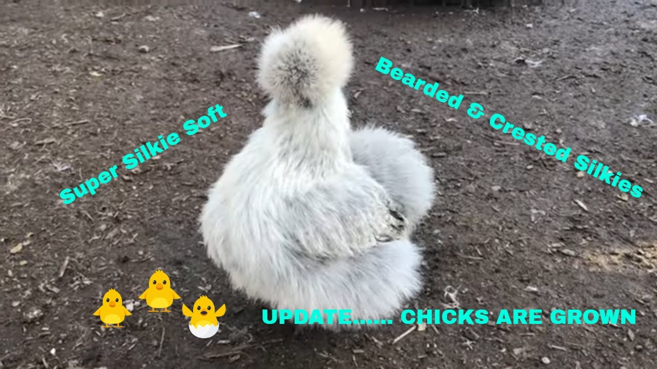 cutest silky looking chickens