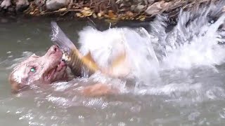 Dog catches bigger fish than he can handle