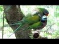 Derbyan parrots in foreplay