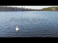 Russia, the Urals. Whooper swan on the open water of the pond. Latin name Cygnus cygnus. Spring, Aer
