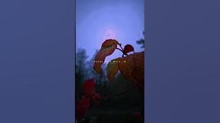 Ishq Mubarak... Arijit Singh