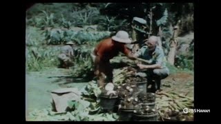 Taro Farmers Along Maui