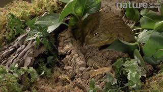 Slow motion clip of an African bullfrog eating locust, retracting eyes whilst swallowing