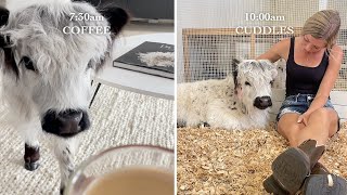 My Baby Cows Morning Routine! by The Husky Fam 515,367 views 7 months ago 1 minute, 32 seconds