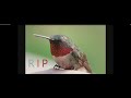 Ax700 960 FPS Humming Birds &amp; More