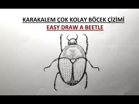 Video: Bir Hamamböceği Nasıl çizilir