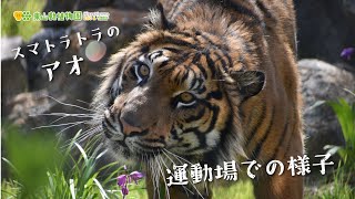 【東山動植物園公式】新トラオランウータン舎でのアオの様子《 スマトラトラ　トラ 》
