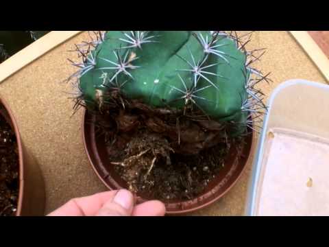 Video: Vai kaktusiem ir saknes?