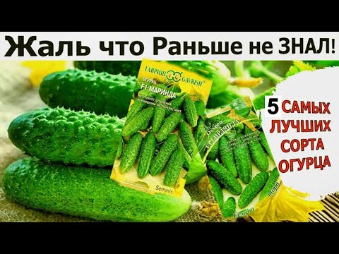 ТОЛЬКО ЭТИ ОГУРЦЫ ПОСАЖУ в 2025 году, Урожай собираю ведрами, не болеют!