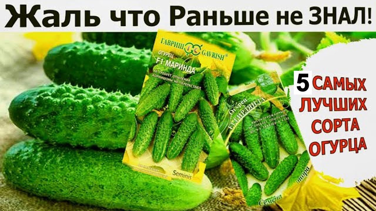 ТОЛЬКО ЭТИ ОГУРЦЫ ПОСАЖУ в 2025 году, Урожай собираю ведрами, не болеют!