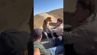 Monkey Jumps In Truck While Lion Chases