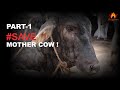 Lumpyvirus aryyavart mission save mother cow series part1