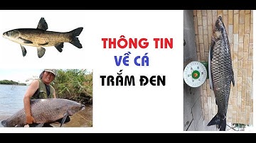 THÔNG TIN CHI TIẾT VỀ LOÀI CÁ TRẮM ĐEN, CÁ TRẮM ĐEN ĂN GÌ