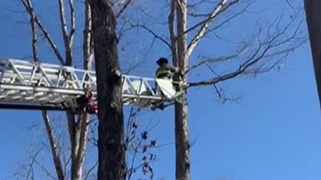 Feel Good Friday: Firefighters rescue cat from tree