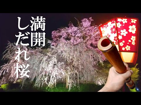 Relaxing Music Japan : Famous Cherry Blossoms in Kyoto : Music For Yoga, Work, Study