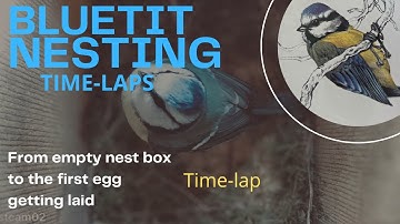 Epilepsy Waring - From Empty Nest To First Egg Time-laps - Bluetit Nest Box 2022