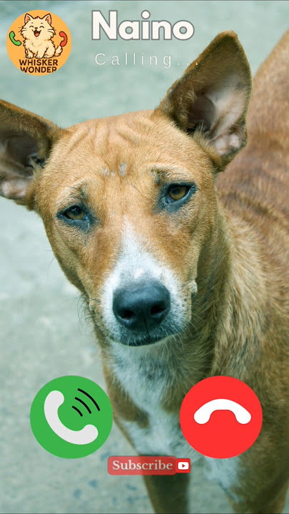 Naino 🤙😺 #ringtone #cat #trending #cutecat #youtubeshorts #viralshort #calling #kitten #dog #heysiri