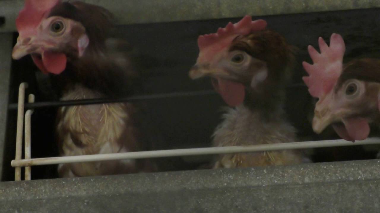 保護ニワトリ小春ちゃんの羽ばたき Youtube