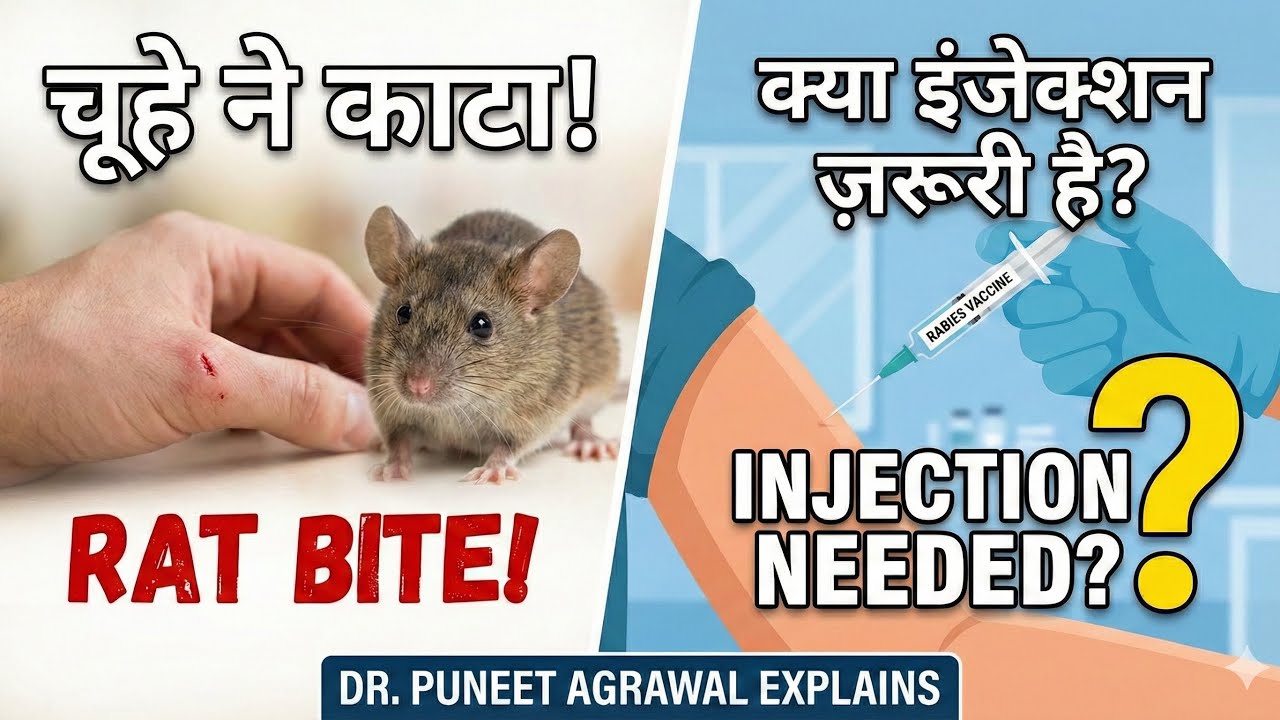 Rat Scratch Rabies Rat Bite Treatment: क्या चूहे के काटने से Rabies होता है? | Does rabies ...