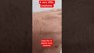 #insects #world #2026 #india #subscribe #viral ##shorts #bug