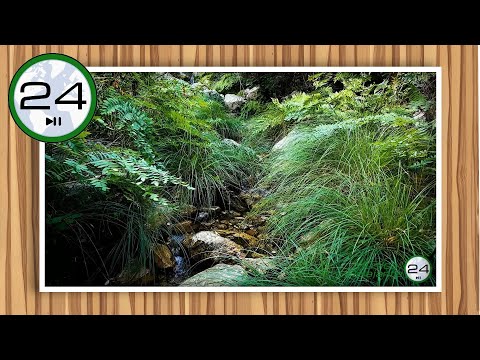🎧 Sonido de ARROYO de AGUA corriendo por un RIACHUELO 💦 Ruido de Arroyo ASMR para Dormir y Relajarse