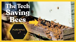 Can Magnetic Fields Help Save Honeybees? | The PureWave Cell Explained