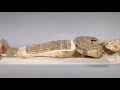 The mummification process in ancient egypt cinematic