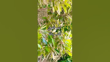 القران الكريم راحه نفسيه #لايك #راحة_نفسية #اللحيدان #تلاوة_خاشعة #اكسبلور #قران_كريم
