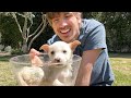 Neglected Rescue Puppies Get Their First Bath!