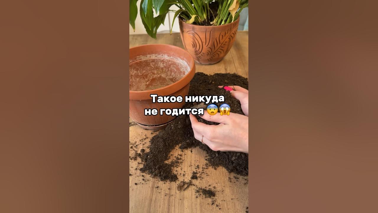 Артикул на WB: 204915468 #валберис#цветы#рассада#цветок #хозяйка# ...