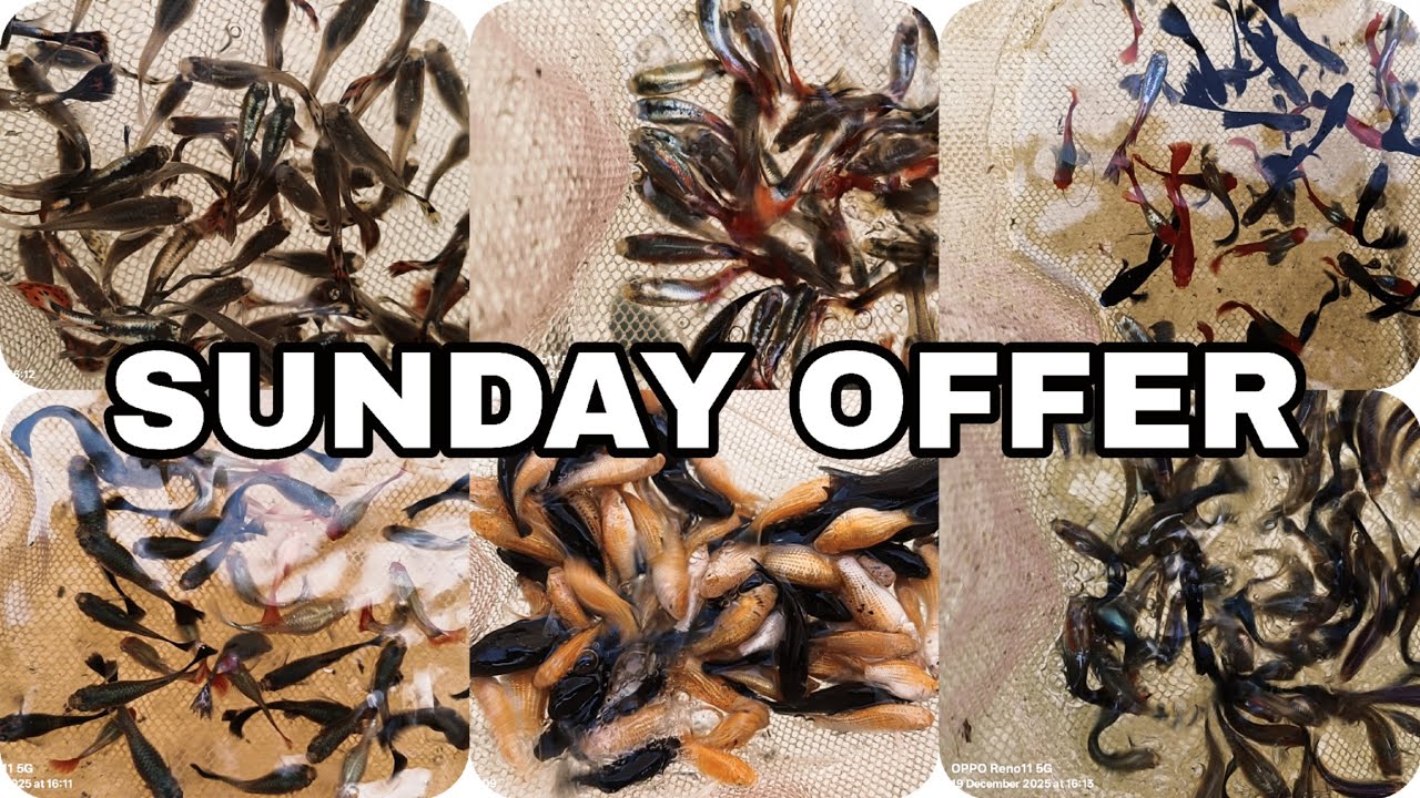 💥🔥Gopi Aquarium 