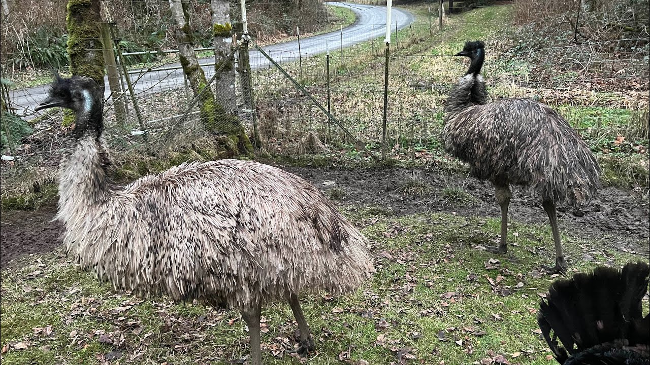 Female Emu Drumming YouTube